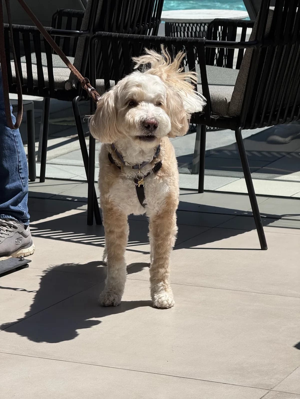 Original cream-colored dog on a leash among black patio chairs in sunlight