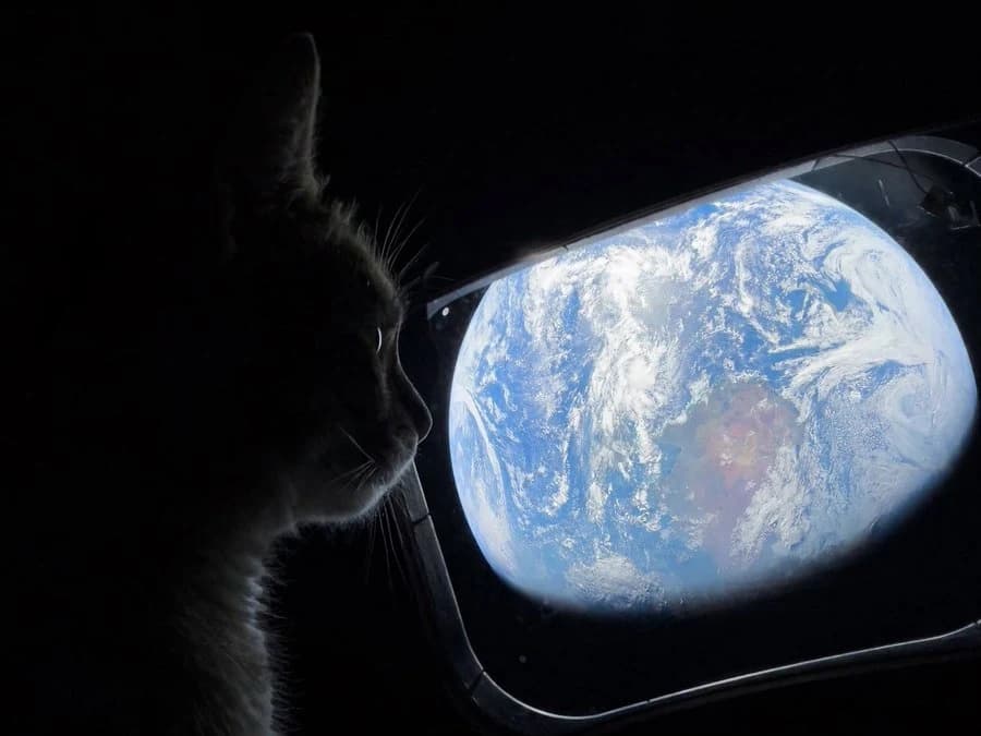 A cat's view of Earth